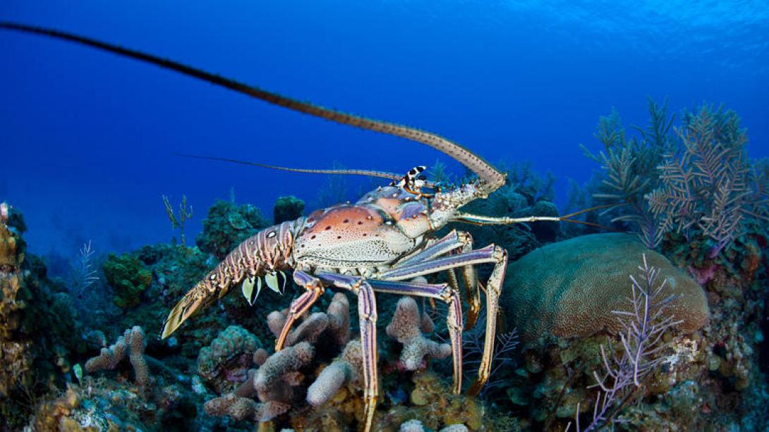 touristes-eswsan-astakous-petwntas-tous-sti-thalassa.w_l.jpg