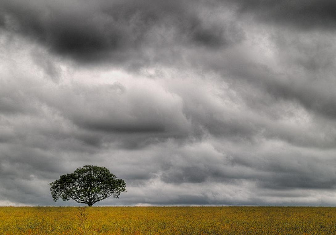 treeinclouds.jpg