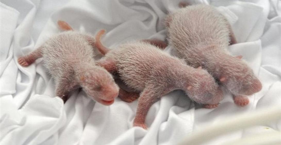 Γεννήθηκαν τα πρώτα τρίδυμα πάντα σε συνθήκες αιχμαλωσίας