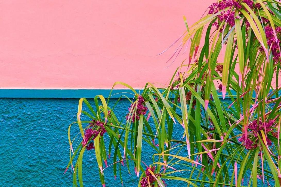 tropical-flowers-tropical-plant-urban-location-dmyz8s9.jpg