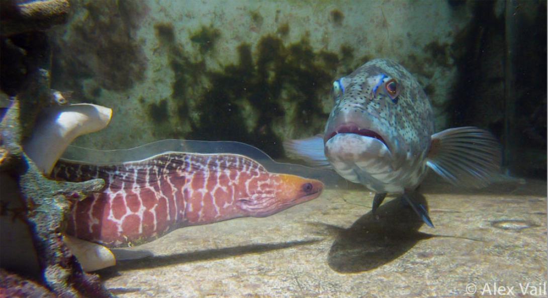 Η πέστροφα ξέρει να διαλέγει... συνέταιρο!