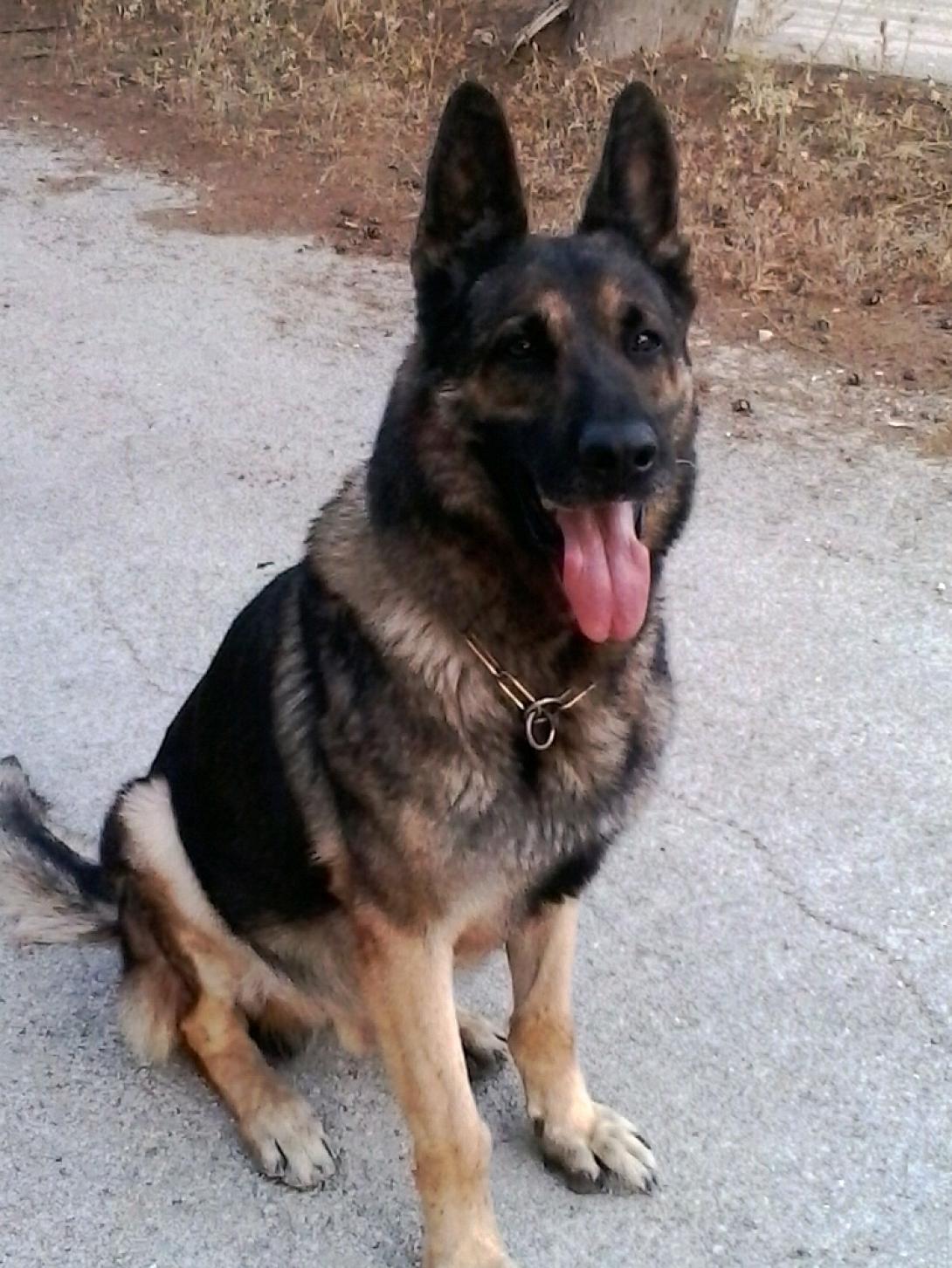Κήδεψαν τον πρώτο σκύλο του Ελληνικού Στρατού με τιμές επιφανούς στρατιώτη!!!