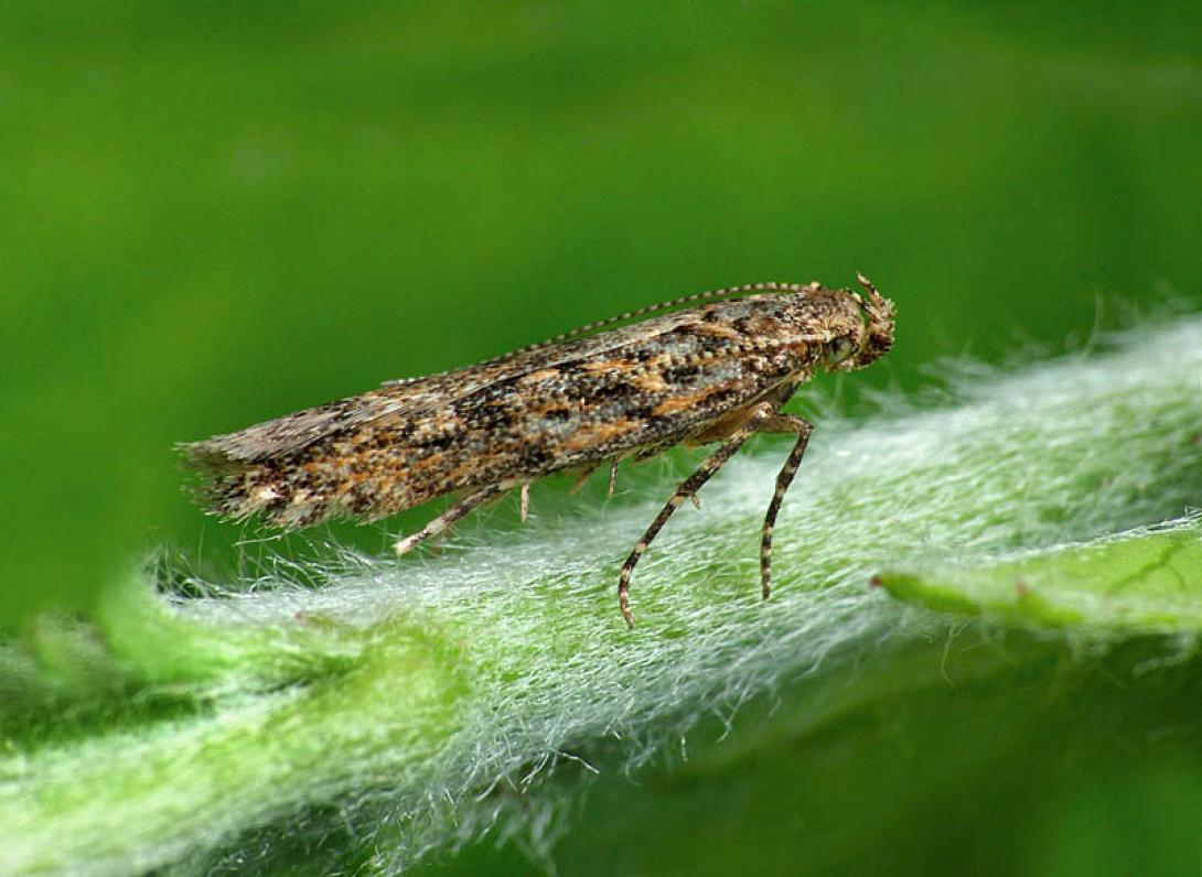 tuta adsoluta