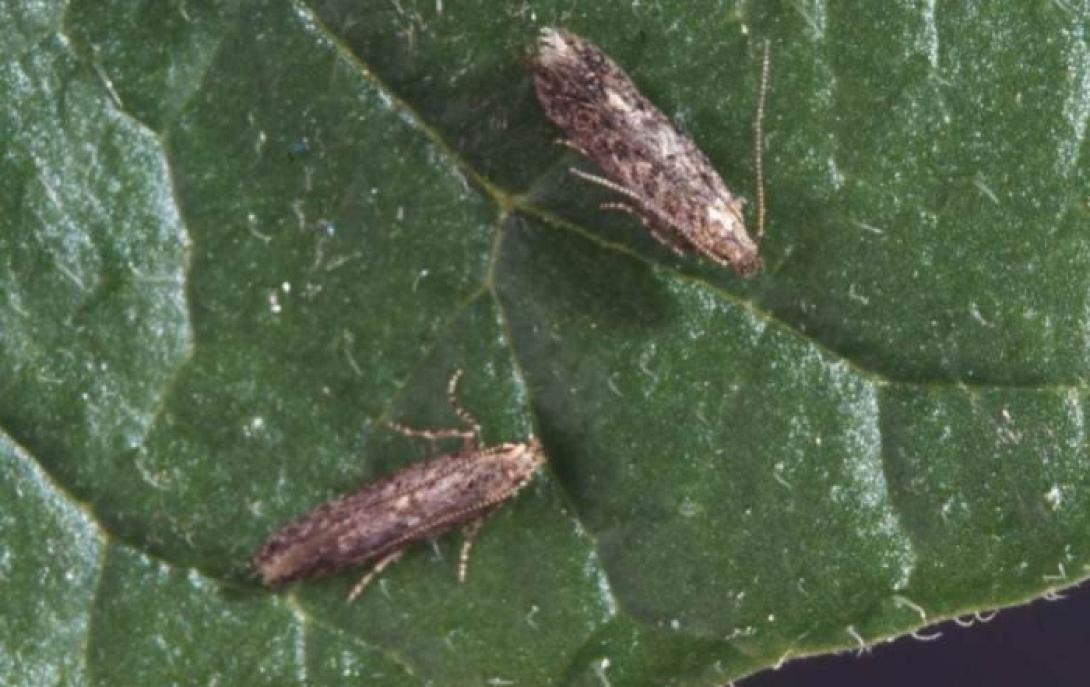 tuta absoluta