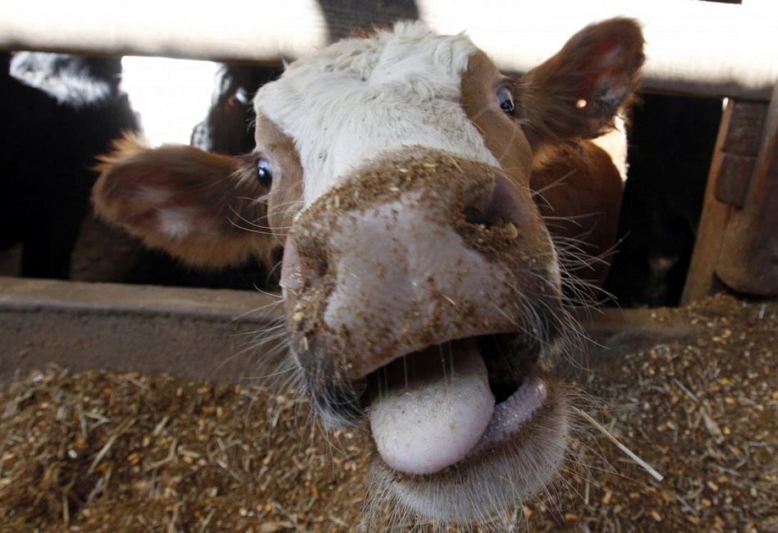 Νορβηγία: Πιθανό κρούσμα της νόσου των τρελών αγελάδων
