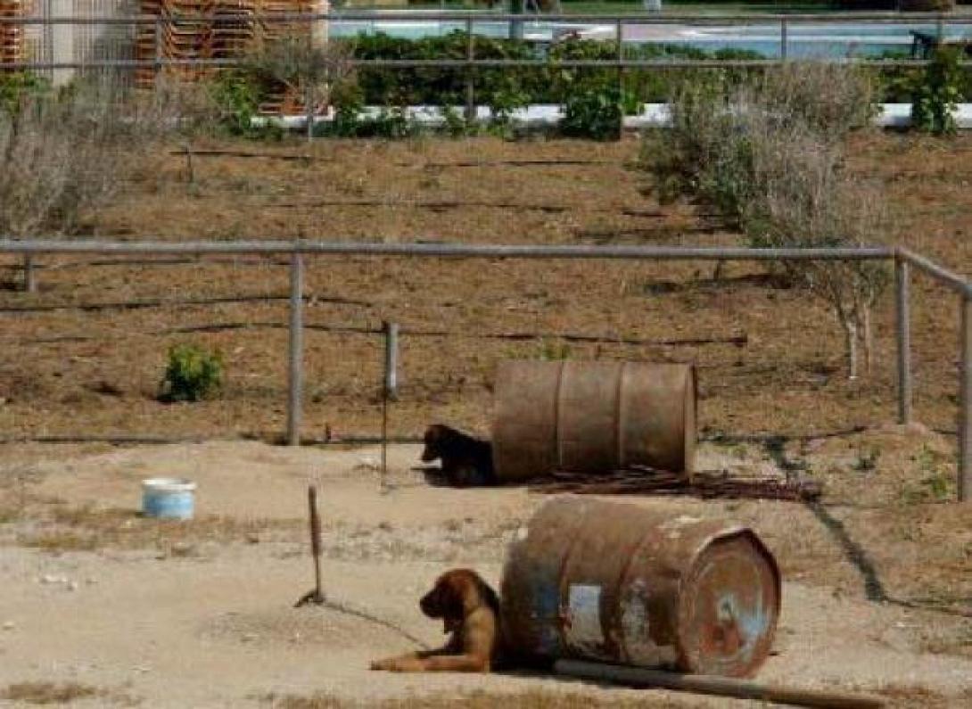 &quot;Κραυγή&quot; αγωνίας για τα βαρελόσκυλα της Κρήτης - Διασύρεται στο εξωτερικό το νησί