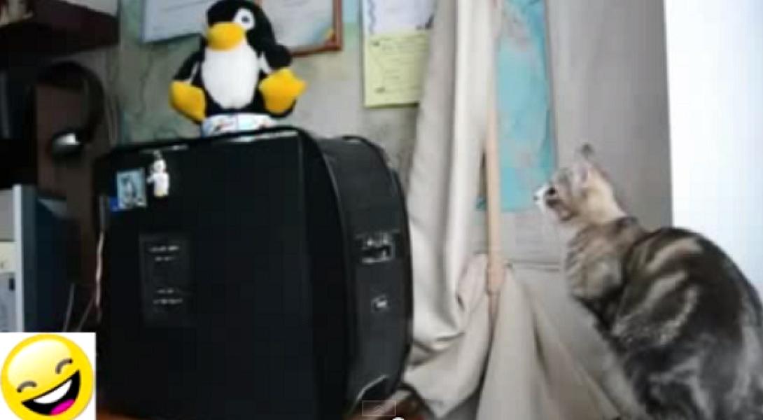 Από τα πιο αστεία βίντεο με σκύλους και γάτες!