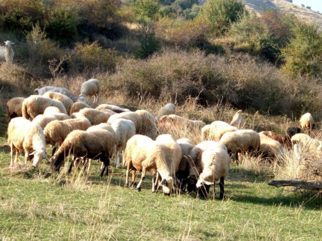 voskisimes-gaies.jpg