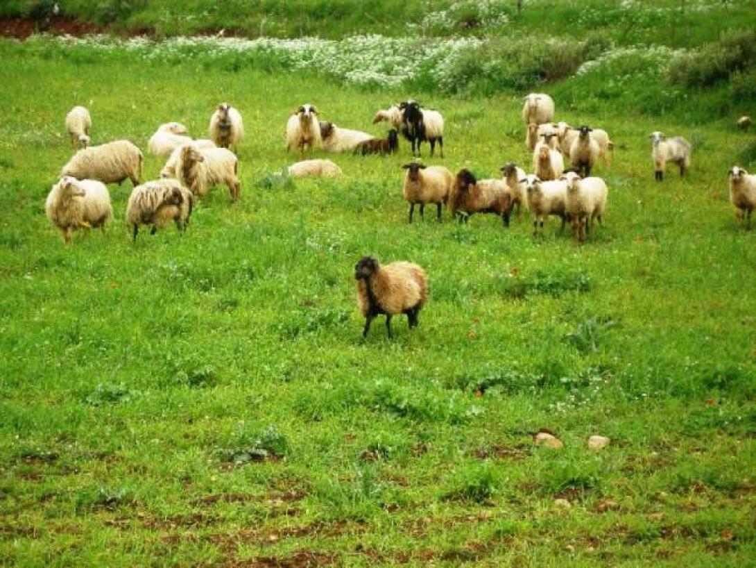 Εξετάζεται η δημιουργία περιφερειακού προγράμματος για τους βοσκότοπους