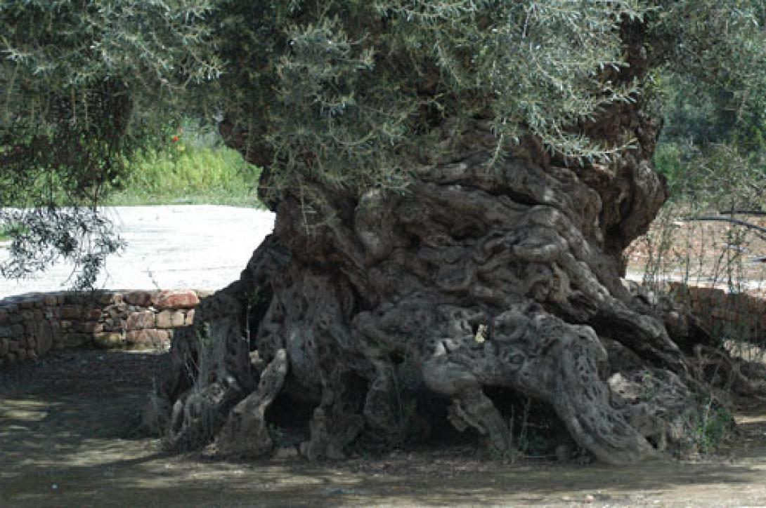 ελιά των βουβών