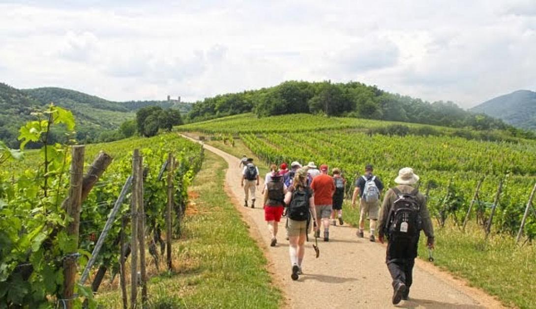 walking_in_the_vineyards