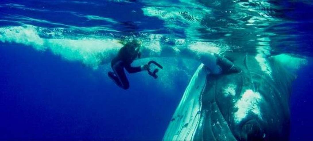 whale-708.jpg