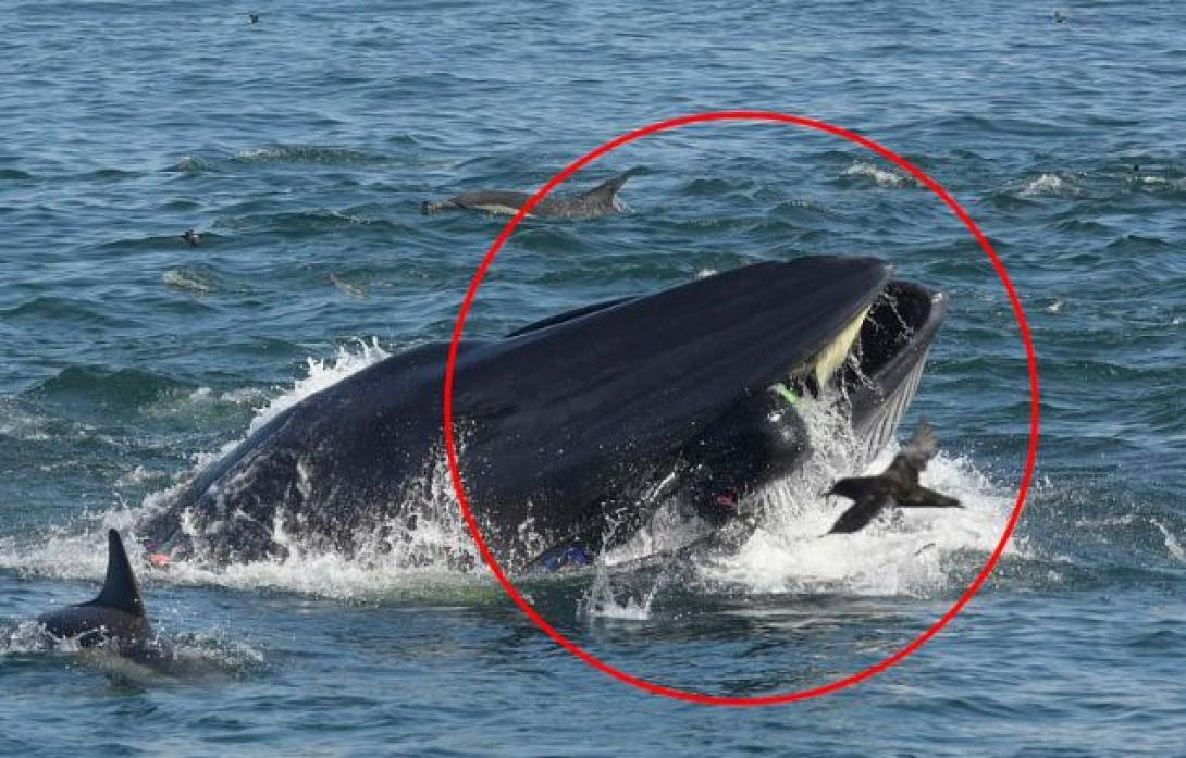whale-africa.jpg