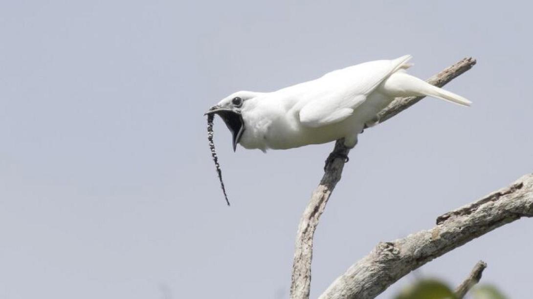 white-bellbird.jpg