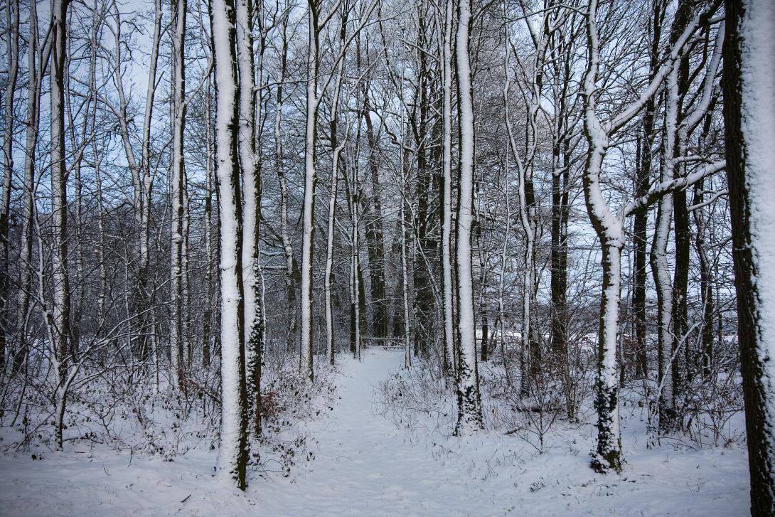 white_forrest_by_jerenes.jpg