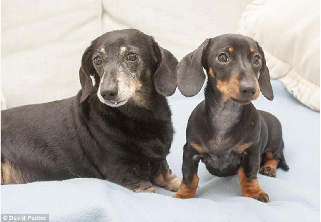 Αυτό είναι το πρώτο κλωνοποιημένο σκυλάκι