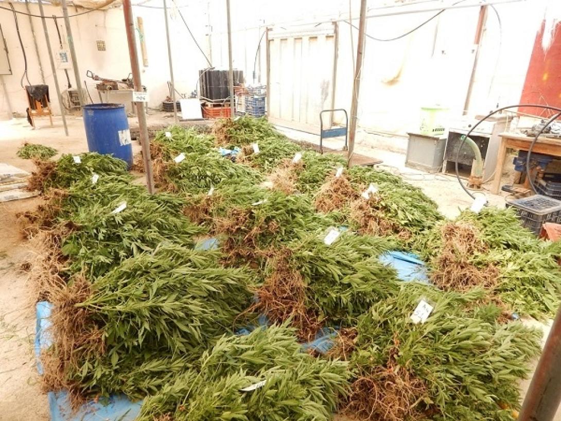 Χασισοφυτεία