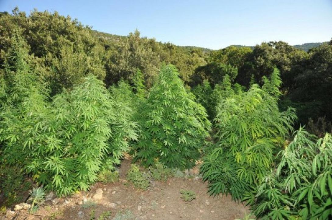Συνεχίζεται η δίκη για τη χασισοφυτεία στις Μαλάδες