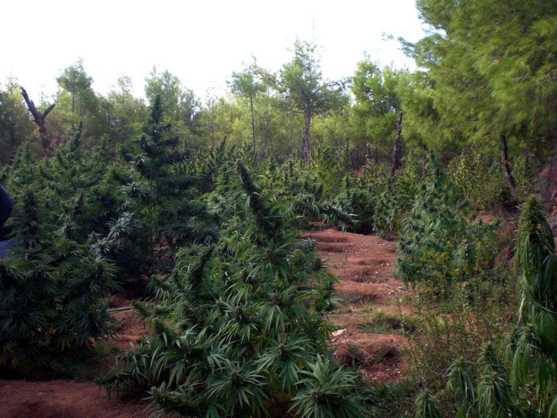 Ρέθυμνο: Επιχείρηση της ΕΛ.ΑΣ σε χασισοφυτεία 