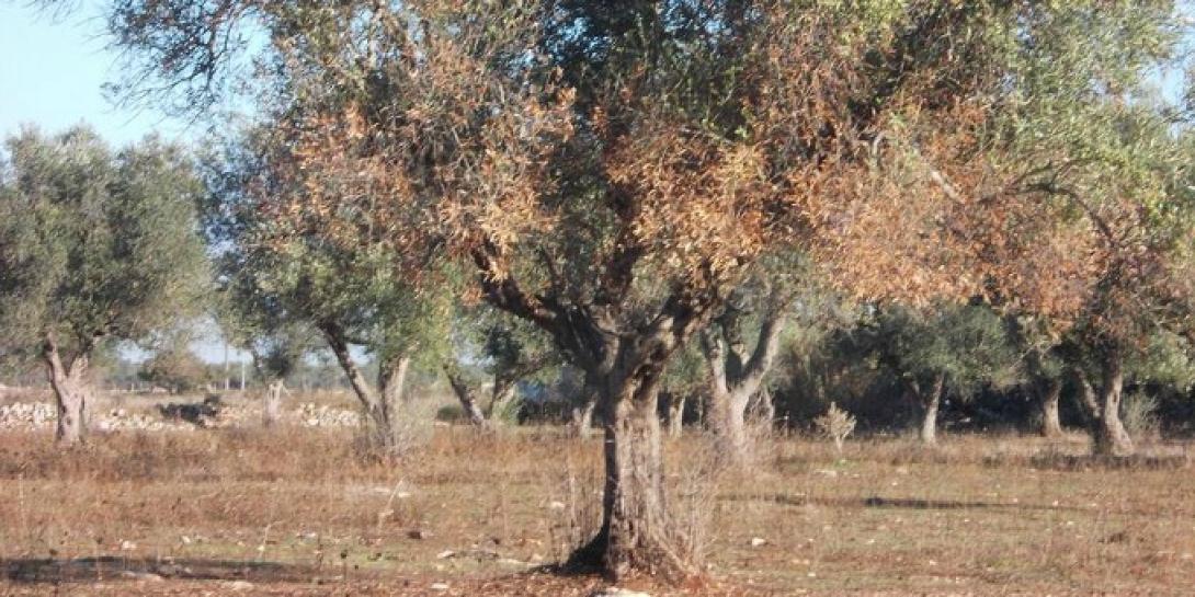 xillela.jpg