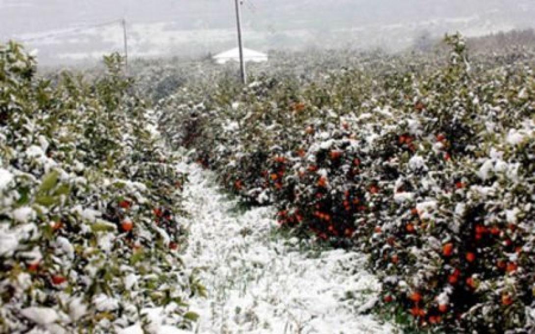 καλλιεργειες