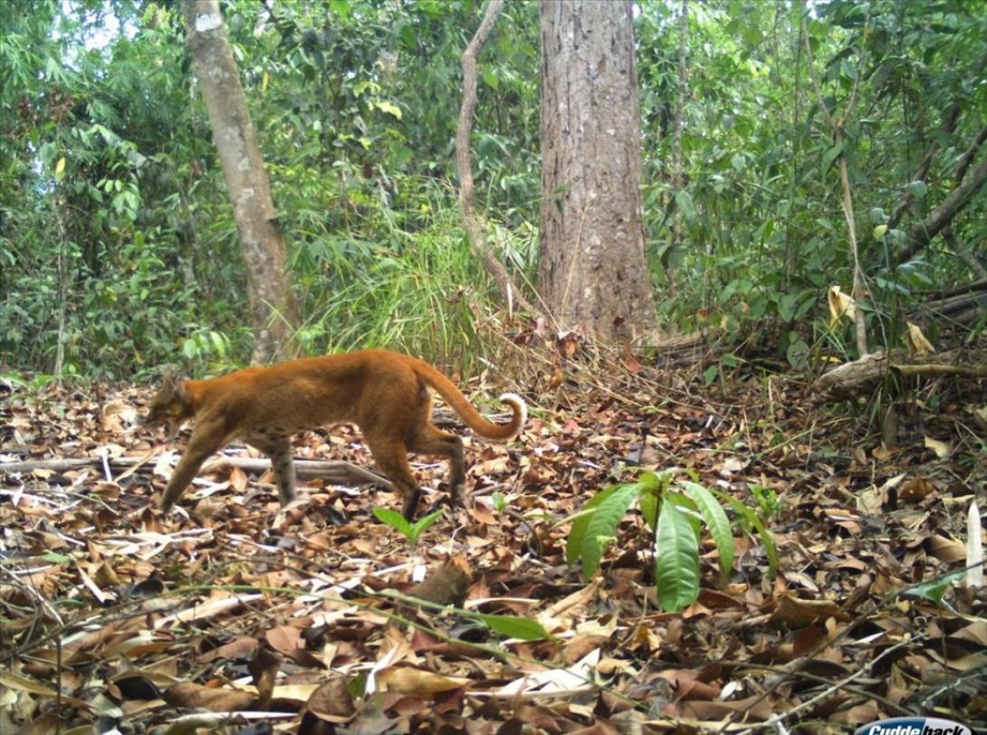 Η σπάνια χρυσή γάτα