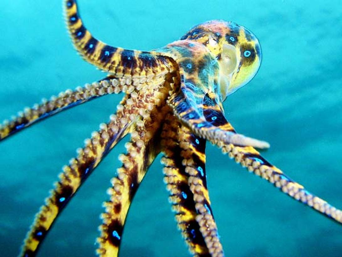 Δηλητηριώδες φίδι και χταπόδι με μπλέ ρίγες σε παραλίες της Αυστραλίας