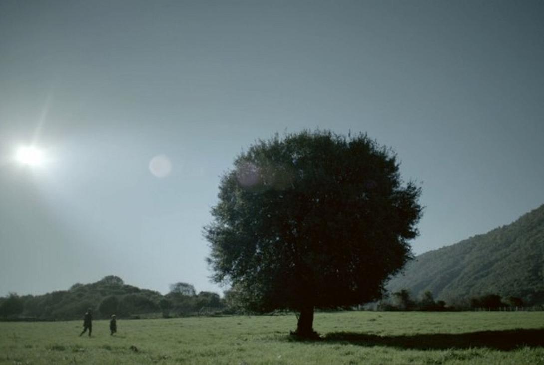 Εντόπισαν  και κατάσχεσαν κάνναβη σε χωράφι του Δ. Μινώα Πεδιάδος