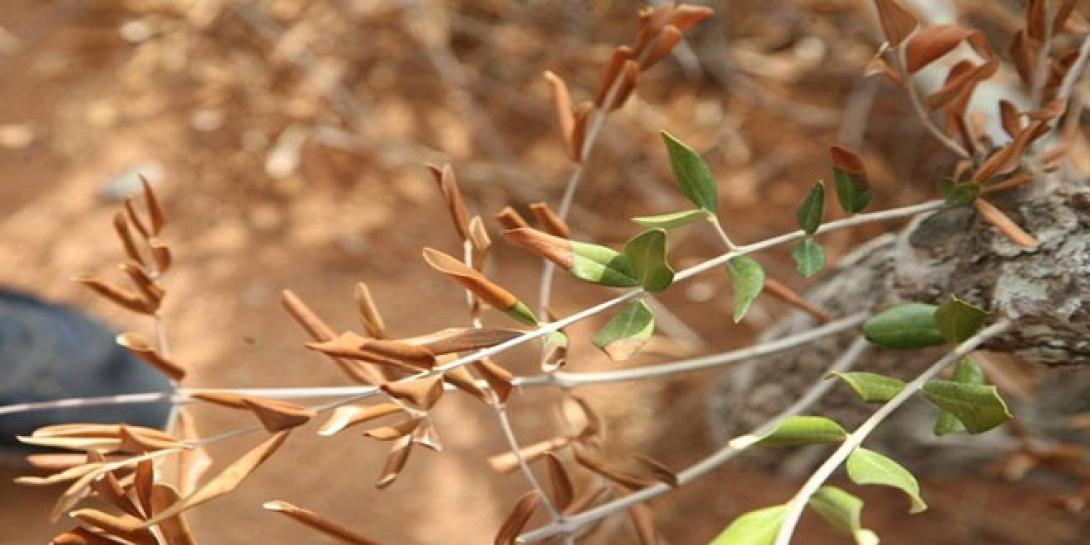 xylella