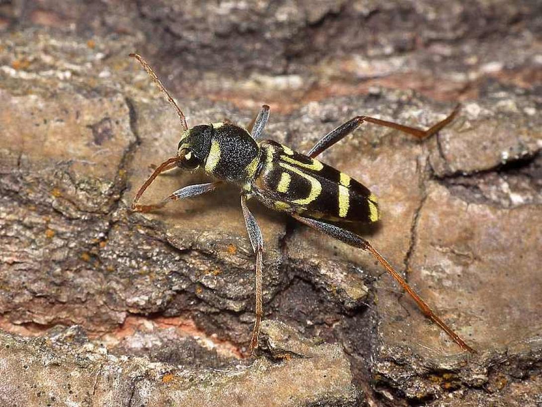 xylotrechus-chinensis.jpg