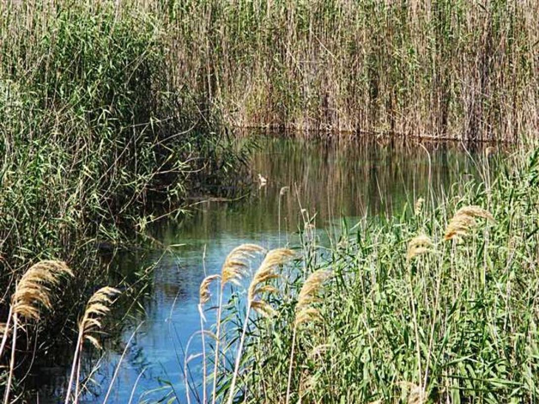«Γνωρίζω και υιοθετώ τους υγρότοπους του τόπου μου» από τη WWF Ελλάς 