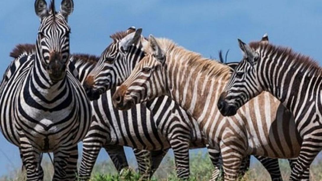 zebra.jpg
