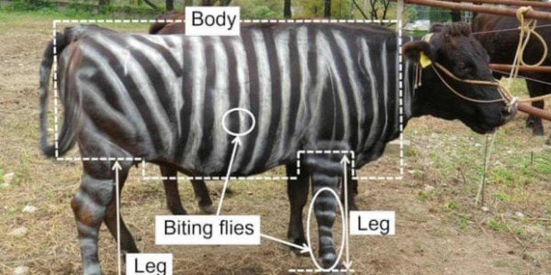 zebra.jpg