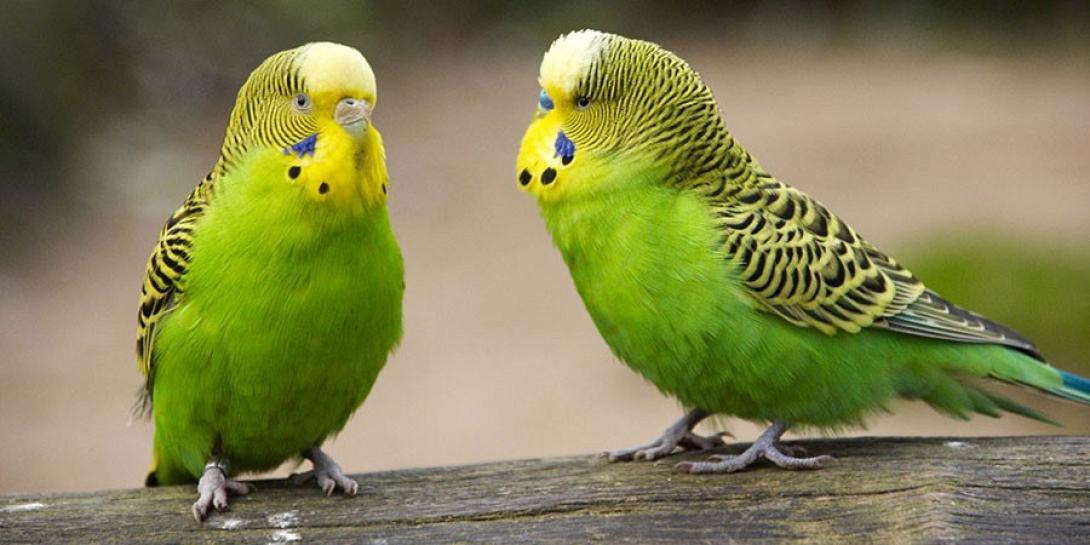 παπαγαλάκια