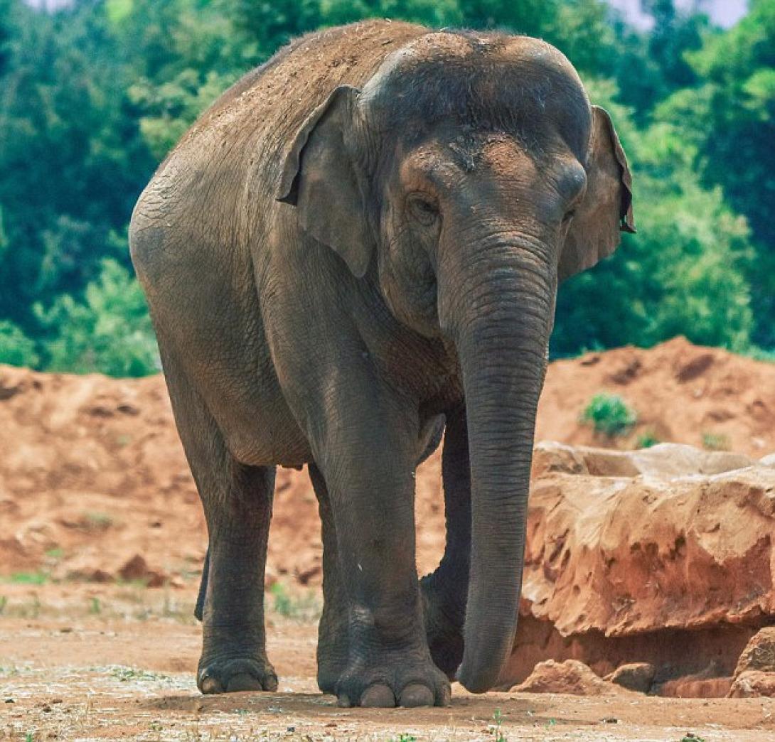 zoo_elephant_elefantas_zoologiko_parko_marocco.jpg