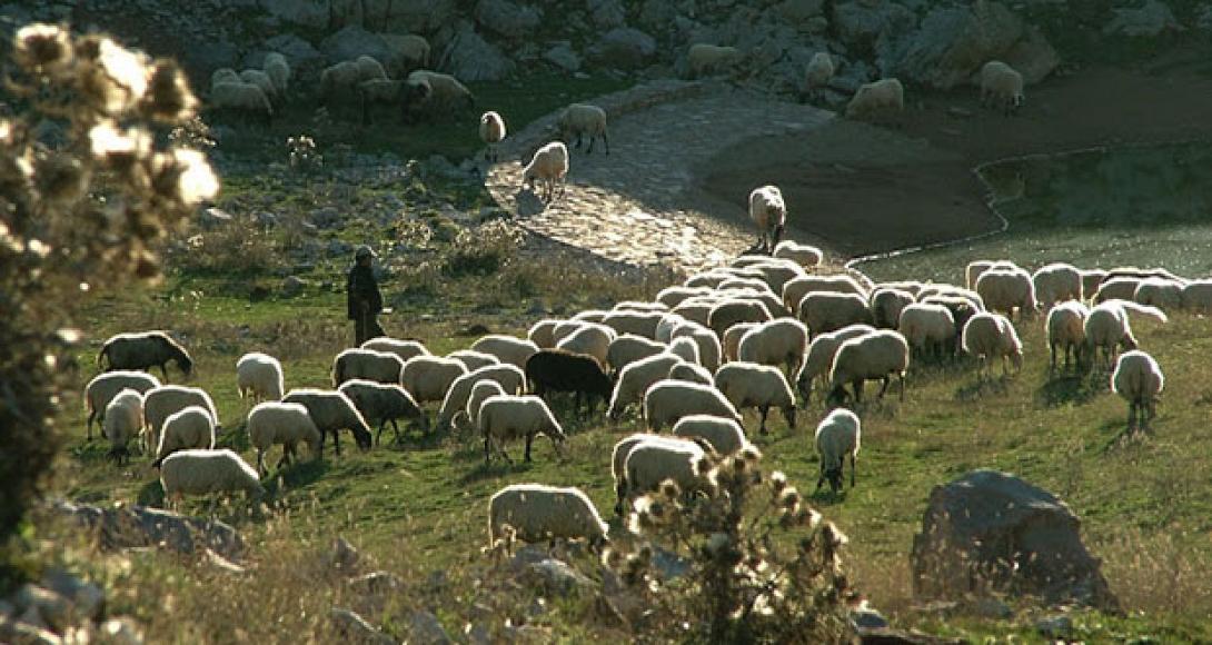 Βρήκαν αυτοκίνητα που χρησιμοποιήθηκαν σε ζωοκλοπές στα Βορίζια
