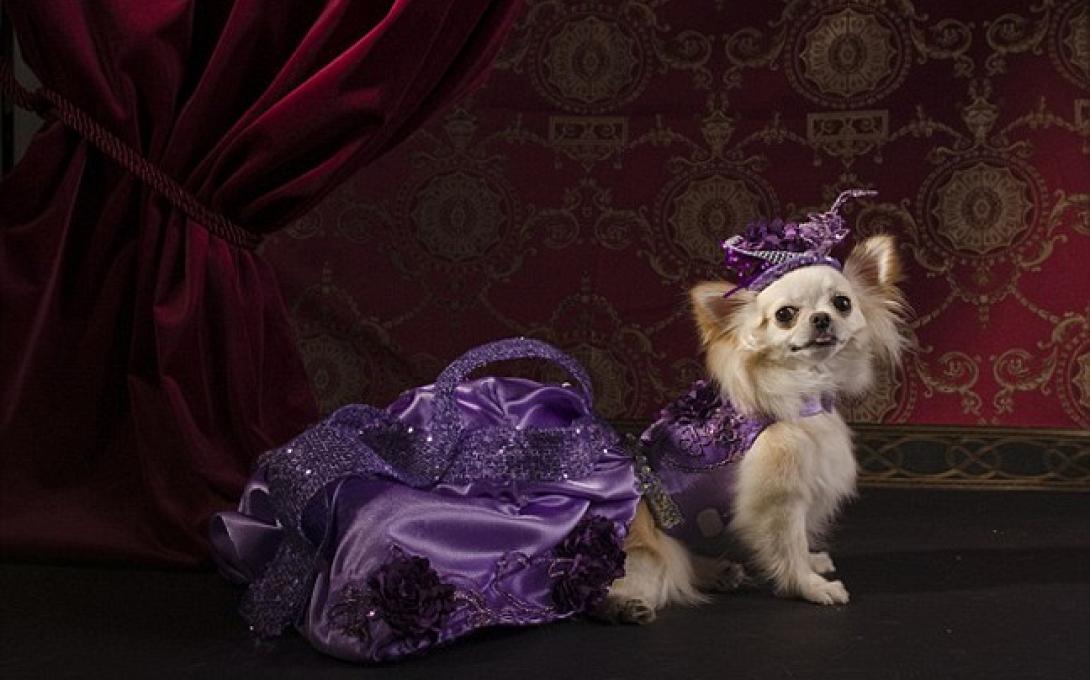 Σκυλίσια ... επίδειξη μόδας