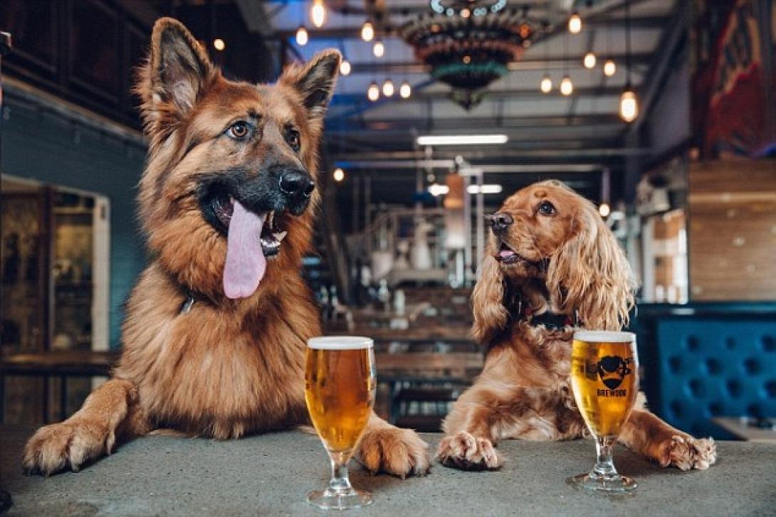 zythopoiia_brew_dog_skotia_adeia_skylia_koytavia.jpg