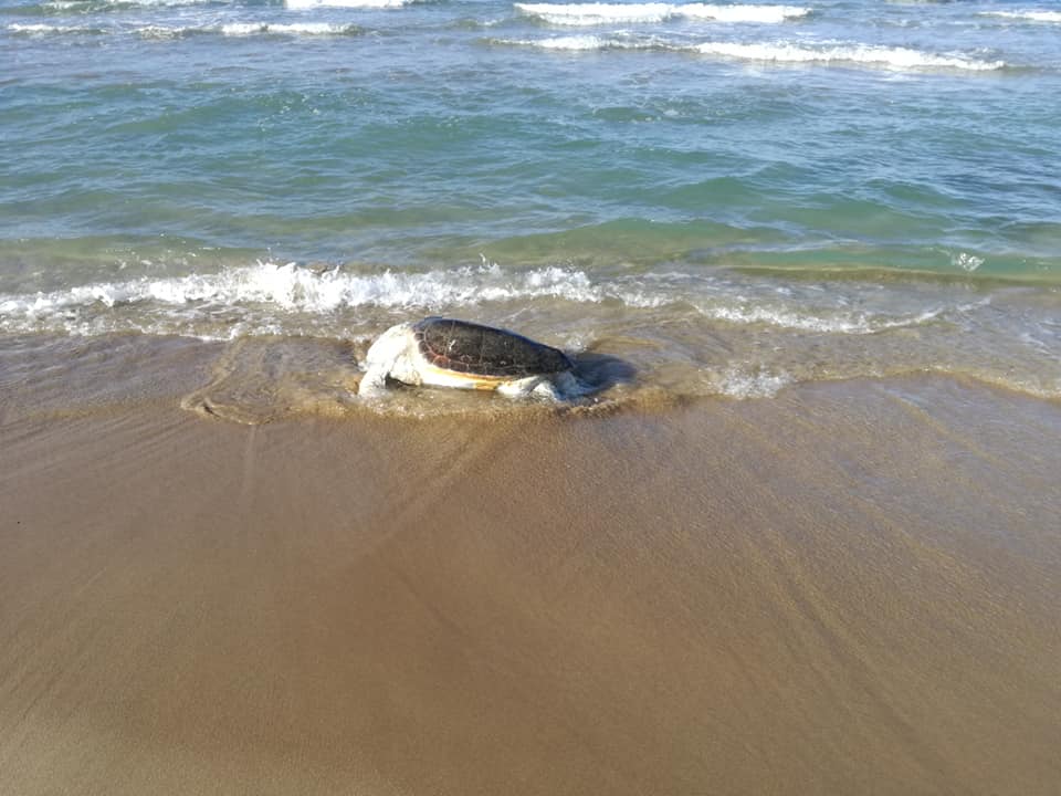 Η θαλάσσια χελώνα που ξεβράστηκε στην παραλία των Γουβών.