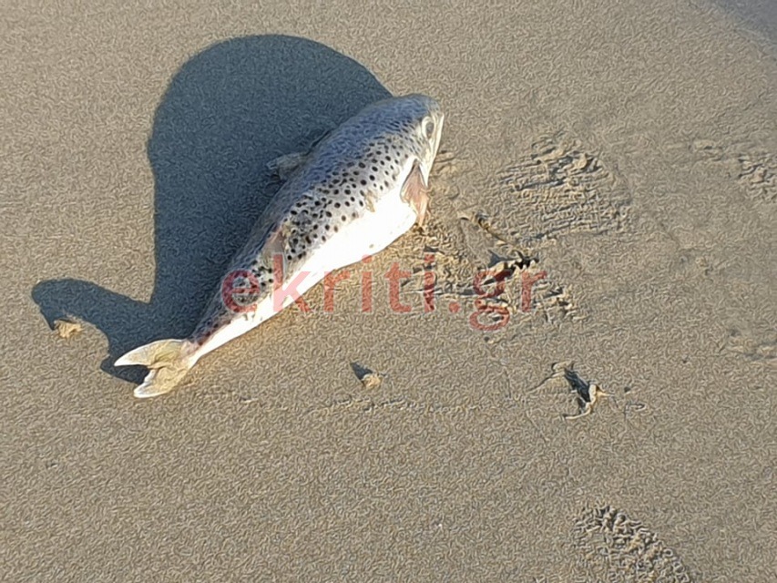 νεκρός λαγοκέφαλος στην παραλία