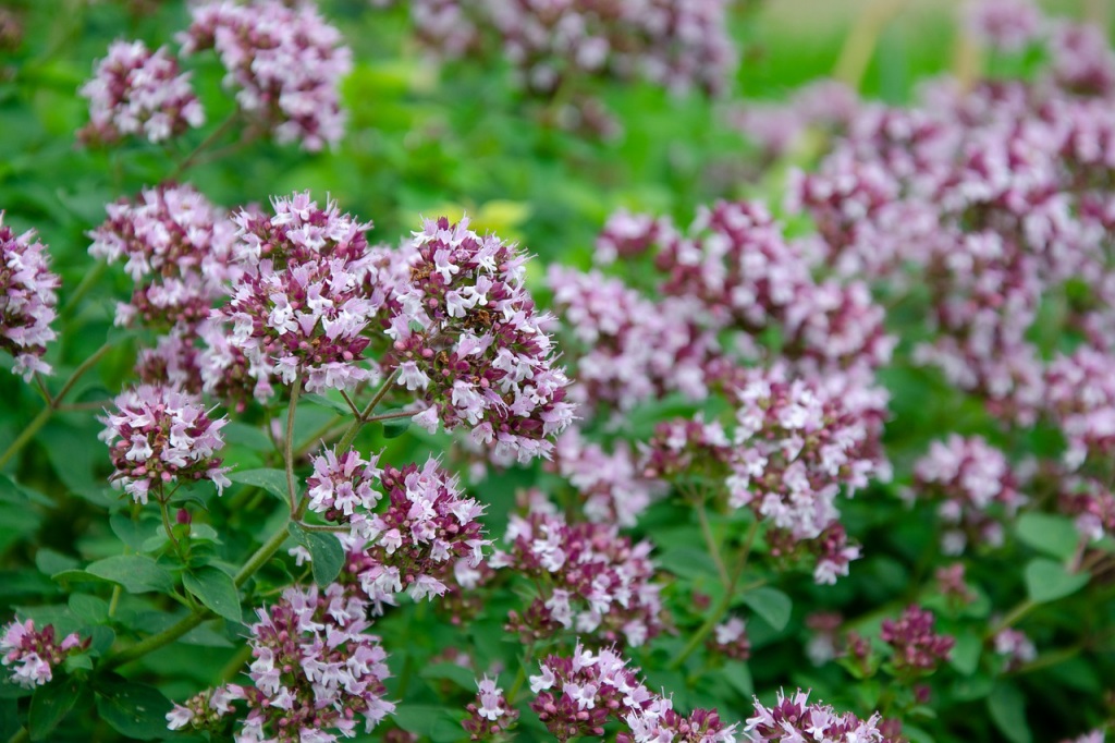 Το είδος Origanum vulgare